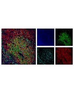 Cell Signaling Cd3 (17a2) Rat mAb (Fitc Conjugate)