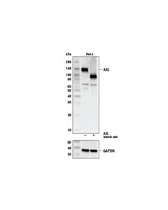 Cell Signaling Axl (C89e7) Rabbit mAb
