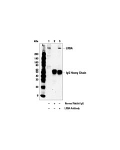 Cell Signaling Lrba Antibody