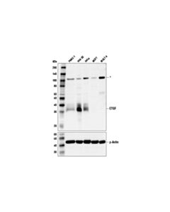 Cell Signaling Ctgf (D8z8u) Rabbit mAb