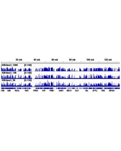 Cell Signaling Cut&Run Assay Kit