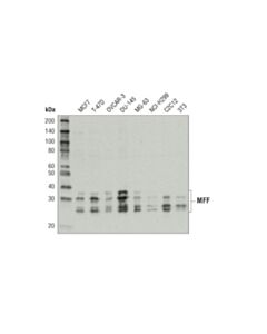Cell Signaling Mff Antibody