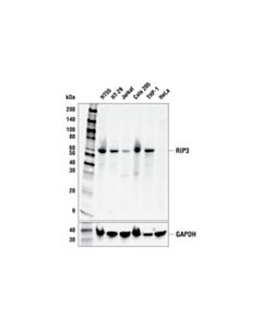 Cell Signaling Rip3 (E1v1d) Rabbit mAb