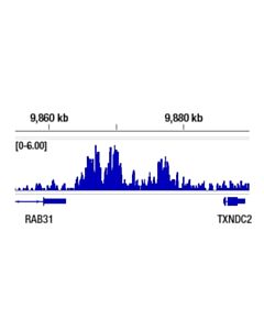 Cell Signaling Hp1beta (D2f2) Xp Rabbit mAb