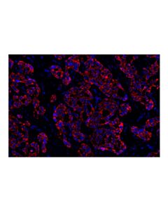 Cell Signaling Tom20 (D8T4N) Rabbit Monoclonal Antibody (Alexa Fluor ® 647 Conjugate)