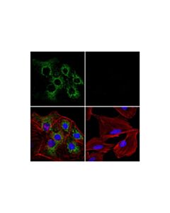 Cell Signaling Mthfd2 (E7a4l) Xp Rabbit mAb (Alexa Fluor 488 Conjugate)