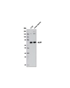 Cell Signaling ALPP (3E5C7) Mouse mAb 20 uL