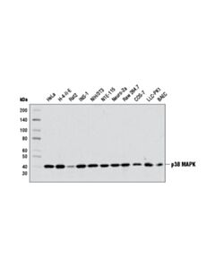 Cell Signaling P38 Mapk (D13e1) Xp Rabbit mAb