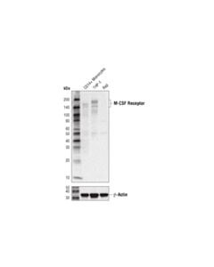 Cell Signaling CSF-1R/M-CSF-R (D3O9X) XP ® Rabbit mAb (BSA and Azide Free)