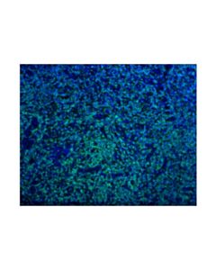Cell Signaling Cd3epsilon (D7a6e ™ ) Xp ® Rabbit mAb (Alexa Fluor ® 488 Conjugate)