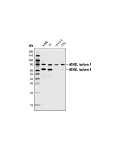 Cell Signaling Lysine Methyltransferase Antibody Sampler Kit