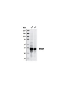 Cell Signaling Traf1 (45d3) Rabbit mAb (BSA And Azide Free)