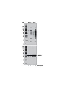 Cell Signaling Cleaved Caspase Substrate Motif [De(T/S/A)D] Multimab Rabbit mAb Mix
