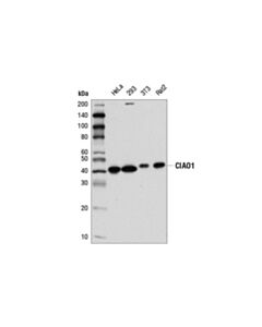 Cell Signaling Ciao1 (D4e2u) Rabbit mAb