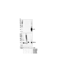 Cell Signaling Ly-6g (E6z1t) Rabbit mAb