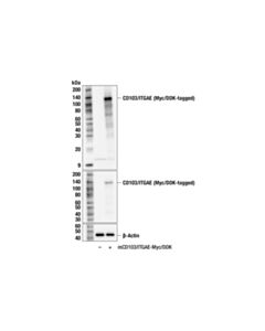 Cell Signaling CD103/ITGAE (F9M2R) Rabbit Monoclonal Antibody