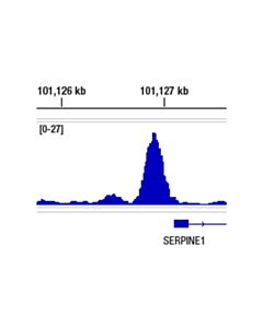 Cell Signaling Hif-2alpha (E7k6e) Rabbit mAb