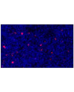Cell Signaling LAG3 (D2G4O) XP Rabbit mAb (Alexa Fluor 647 Conjugate)