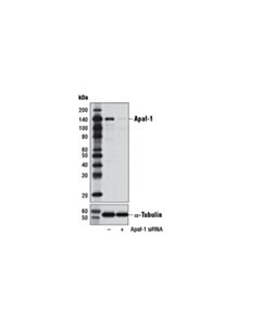 Cell Signaling Apaf-1 (D7g4) Rabbit mAb