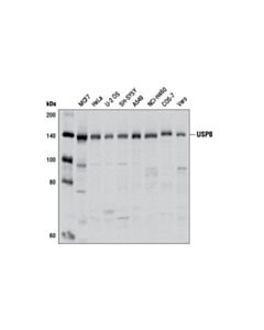 Cell Signaling Usp8 Antibody