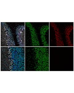 Cell Signaling Phospho-CREB (Ser133) (87G3) Mouse Chimeric mAb