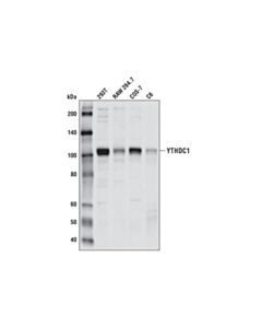 Cell Signaling Ythdc1 (P561) Antibody