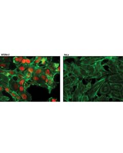 Cell Signaling Nanog (D73g4) Xp Rabbit mAb (Alexa Fluor 594 Conjugate)