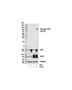 Cell Signaling Phospho-Vcp (Ser13) Antibody