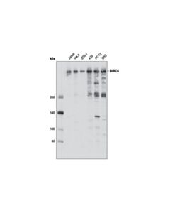 Cell Signaling BIRC6 (D8B5) Rabbit mAb 20 uL