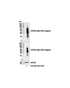 Cell Signaling Cd300a (E6b9t) Rabbit mAb