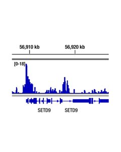 Cell Signaling Progesterone Receptor A/B (D8q2j) Xp Rabbit mAb