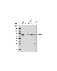 Cell Signaling Foxc1 (D8a6) Rabbit mAb