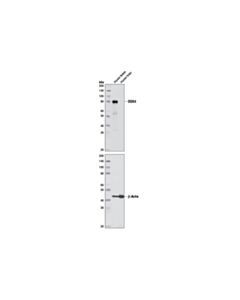 Cell Signaling DDX4 (D10C5) Rabbit mAb 20 uL