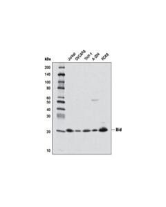 Cell Signaling Bid (3C5) Mouse mAb 20 uL