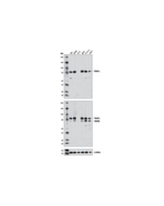 Cell Signaling Stat3alpha (D1a5) Xp Rabbit mAb