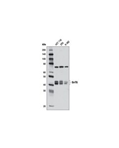 Cell Signaling SirT6 (D10A4) Rabbit mAb 20 uL