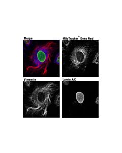Cell Signaling Mitotracker Deep Red Fm