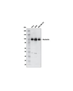 Cell Signaling Nucleolin (E5M7K) Mouse mAb 20 uL