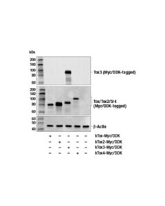 Cell Signaling Tox3 Antibody