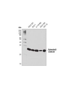 Cell Signaling Galectin-3/Lgals3 (D4i2r) Xp ® Rabbit mAb