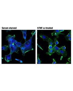 Cell Signaling NF-kappaB p65 (D14E12) Rabbit Monoclonal Antibody (Alexa Fluor ® 647 Conjugate)