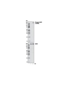 Cell Signaling Phospho-Egf Receptor (Thr669) (D2f1) Rabbit mAb