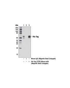 Cell Signaling His-Tag (27e8) Mouse mAb (Magnetic Bead Conjugate)