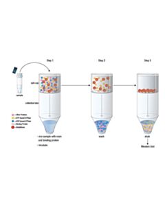 Cell Signaling Active Rac1 Detection Kit