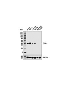 Cell Signaling Fcrn (E6d1s) Rabbit mAb