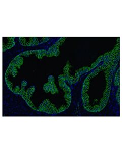 Cell Signaling beta-Catenin (D10A8) Rabbit Monoclonal Antibody (Alexa Fluor® 488 Conjugate)