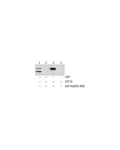 Cell Signaling Active Rap1 Detection Kit