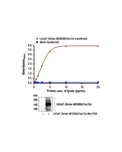 Cell Signaling FastScan™ LbCpf1 (Strain ND2006 )/Cas12a ELISA Kit