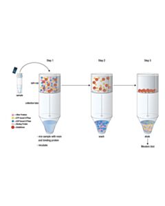 Cell Signaling Active Cdc42 Detection Kit