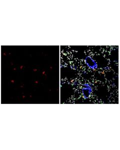 Cell Signaling CD11c (D1V9Y) Rabbit Monoclonal Antibody (Alexa Fluor ® 647 Conjugate)